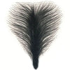 Poils pubiens
